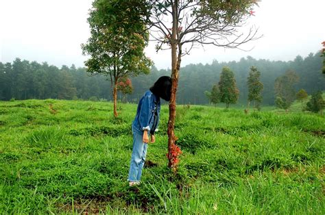 Free Images Tree Nature Forest Grass Walking Person