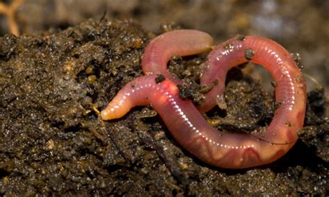 chases log notes cut  earthworm     worms  soil inspired myths