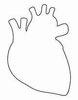 Corazón Anatomical Hearts Cut Patternuniverse Externo Interno Esquema Clipartmag Wikiclipart sketch template