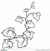 Vine Vines Drawing Coloring Plant Ivy Line Pages Clipart Disegno Flowers Creeping Leaf Jungle Pumpkin Vector Sketch Edera Drawn Drawings sketch template