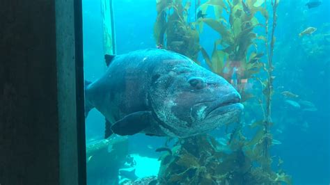 Well Good Morning Giant Sea Bass Live From Monterey Bay Youtube
