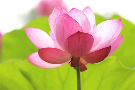 buddhist symbols lotus flowers