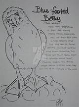 Footed Canis Simensis Booby sketch template