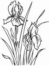 Iris Flower Coloring Pages Drawing Flowers Color Drawings Line Printable Outline Sheets Bing Draw Colorear Az Dibujos Para цветочные раскраски sketch template