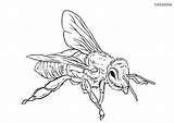 Coloring Bee Honeybee Printable Animals sketch template