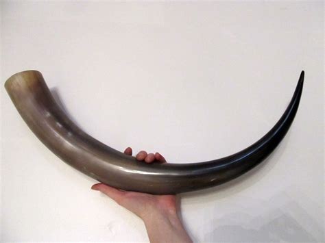 polished long drinking horn dhl