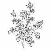 Coloring Embroidery Flowers Navigation Post sketch template