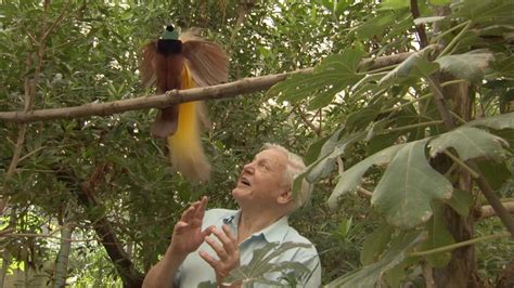 a beautiful but insolent bird of paradise refuses to let sir david attenborough get a word in