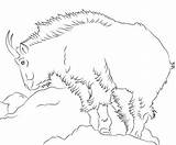 Coloring Mountain Goat sketch template