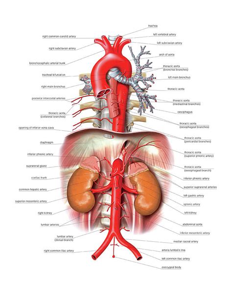 Arterial System Photograph By Asklepios Medical Atlas