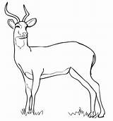 Antelope Kob Uganda Coloring Pages Drawing Color Categories Supercoloring sketch template