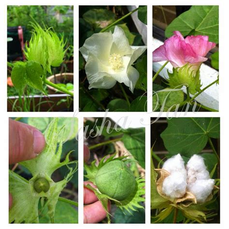 bla bla bla bla bla growing cotton  seed