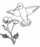 Coloring Flowers Hummingbird Calliope Hummingbirds sketch template
