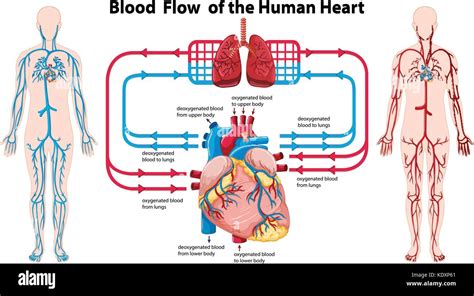 flow chart  blood   heart  lungs  idea