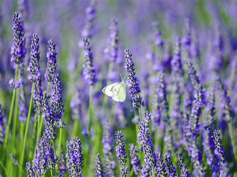 Pruning Lavender When How And The Best Varieties Saga