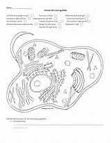 Membrane Sheet Ligh Studylib Diagrams Nucleoplasm Golgi Apparatus sketch template