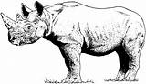 Rhino Coloring Pages Rhinoceros Animals Horned Two sketch template