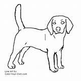 Beagle Dog Coloring Color Pages Line Puppy Drawings Drawing Own Dogs Last Canine Stencils sketch template