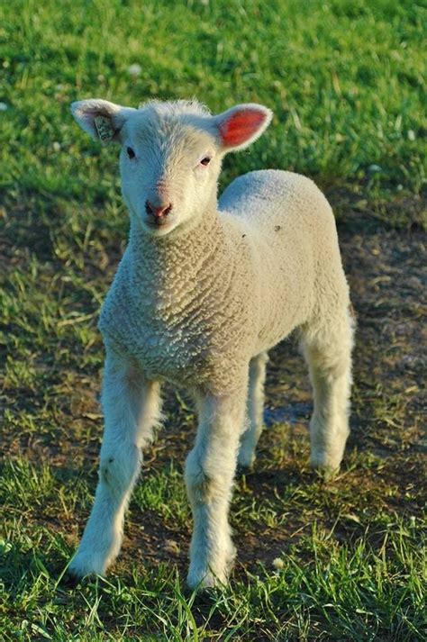 sweet baby lamb baby lamb lamb animals