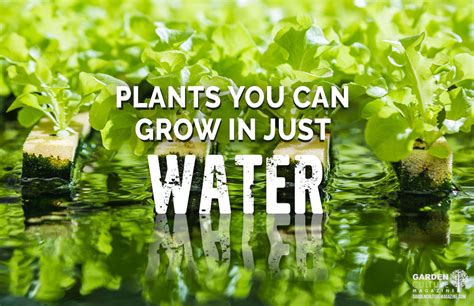 plants   grow   water natures gateway