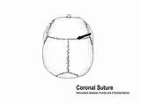 Suture Bones Articulation Parietal Squamosal sketch template