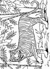 Tijger Colorat Coloriage Ausmalbilder Kleurplaten Tigri Tigre Felini Animale Kleurplaat Planse P31 Mewarnai Boyard Leoni Cu Coloriages Desene Macan Primiiani sketch template