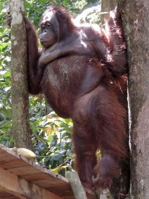 prostitute orangutan screamed and defecated when brothel madam visited her in rehab world