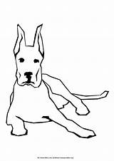 Pobarvanke Psi Desenhar Cachorros Cachorro Pes Orelha Dane Poglejte Dinozavri še Kuza Velik sketch template