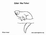 Fisher Coloring sketch template
