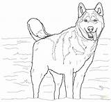 German Coloring Shepherd Puppy Pages Color Getcolorings sketch template