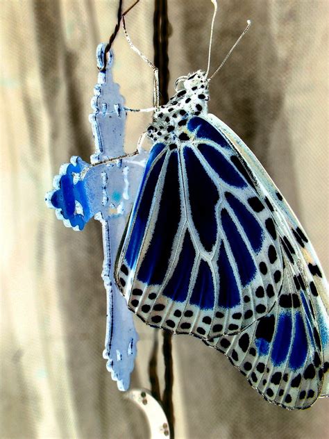 blue monarch  butterfly   boston studio amuse flickr