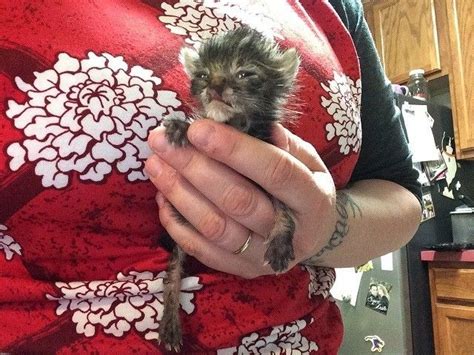 micro kitten     ounces   thriving kitten fur babies cleft palette