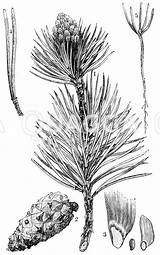 Kiefer Quagga Verschiedene Pflanzen sketch template