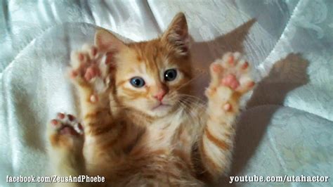 cute ginger kitten loves belly rubs youtube