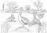 Australian Coloring Pages Birds Pelicans Robin Great sketch template