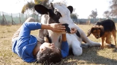 Lucky Bull Can’t Get Enough Snuggles From His Unlikely Friends