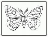 Carle Papillon Caterpillar Schmetterling Colring Jecolorie Hungry Decorando Mariposas Coloringhome Bris Vu sketch template