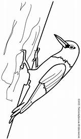 Woodpecker Coloring Pages Kids Colouring sketch template