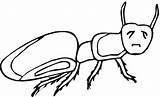 Ant Bestcoloringpagesforkids Mosquito Ants sketch template