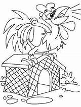 Coloring Coop Rooster Chicken Crowing Pages Netart sketch template