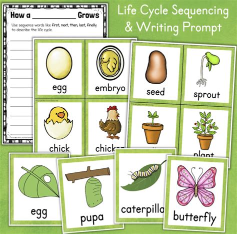 spring activities skip count life cycles word wall   teachers