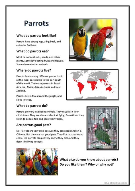 parrot reading english esl worksheets  distance learning