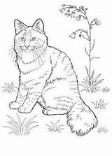 Cat Coloring Pages Printable Book Norwegian Forest Colors Complicated Kids Himalayan Cats Feline Fiddly Animal Dog Drawing sketch template