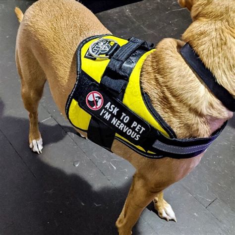 nervous dog patch   pet patch dog vest patches etsy