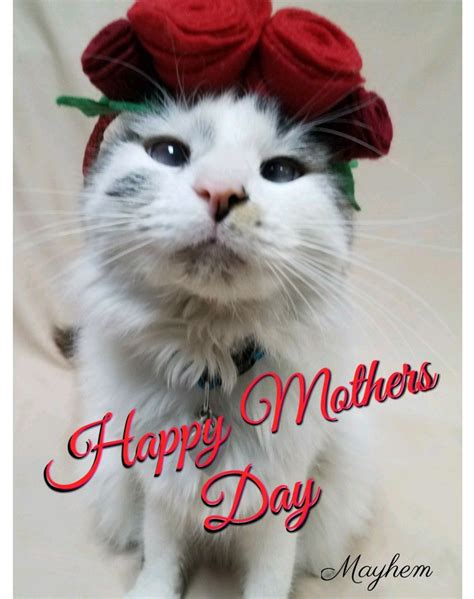 happy mothers day cat nap cats furry friend
