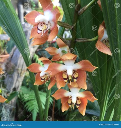 peach orchid stock image image  tropical white peach