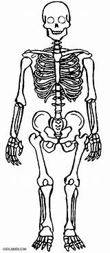 Skeleton Coloring Pages Halloween Kids Printable Anatomy Skull Cool2bkids Sketch Human Bones Skeletons Book Sheets Adult sketch template