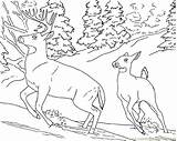 Coloring Doe Pages Getcolorings Buck Deer Snow sketch template