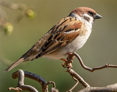sparrow news