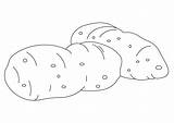 Potato Sweet Coloring Colouring Pages Yam Template Plant Food Potatoes Staple Picolour sketch template